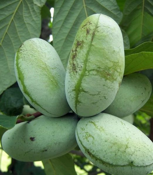Asimina triloba 'Davis'